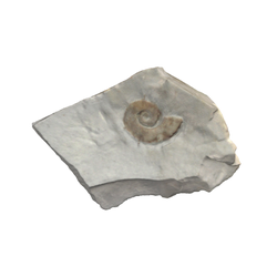 두족류화석(암모나이트류)(3000925)
