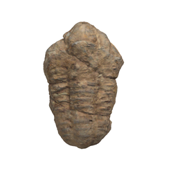 삼엽충화석