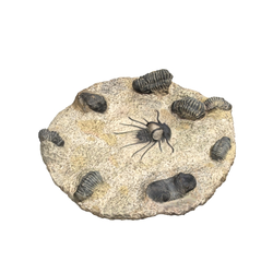 삼엽충화석(3000348)
