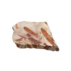 나자식물화석(남방고사리류)