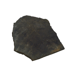 종자고사리식물목화석(3000958)