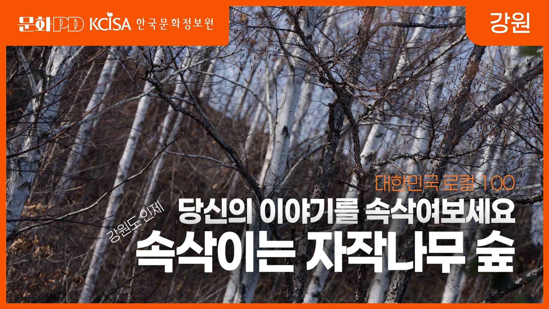 [문화PD] 강원 인제 속삭이는 자작나무 숲에서 &ndash; 나의 마음을 속삭여 봅니다.